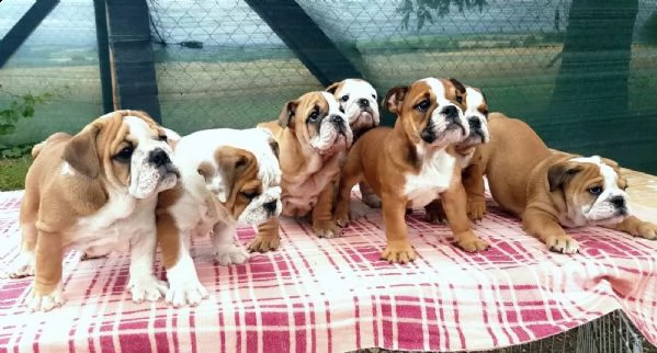 regalo bulldog inglese cuccioli con pedigree