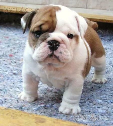 cuccioli di bulldog inglese, di 70 giorni,