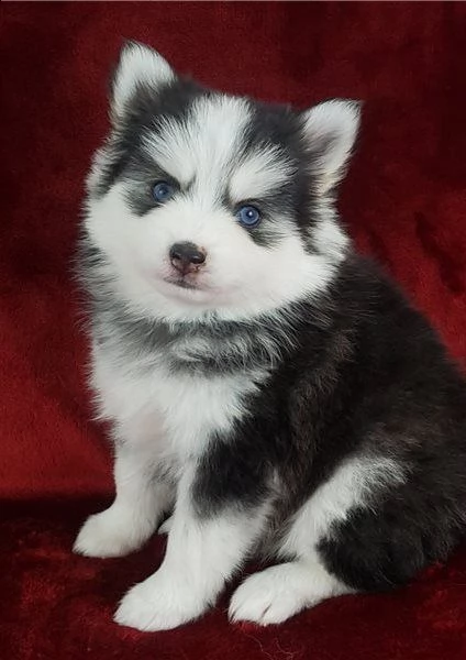 cuccioli di pomsky 2 mesi
