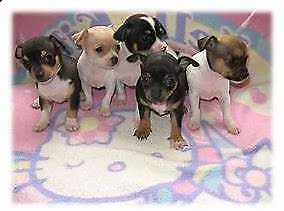 tenero cucciolo di pincer chiwawa mini mini toy perfettissimo 