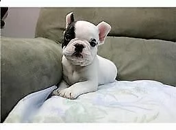 cucciolo di bull dog francese inteligentissimo amorevolissimo