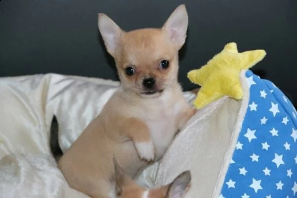  regalo cuccioli di chihuahua mini toy