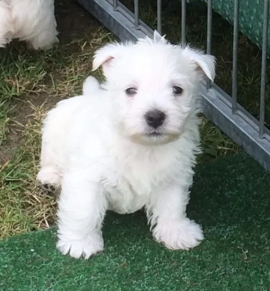  regalo adorabili cuccioli  malteser