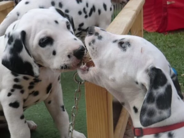 regalo dalmata cuccioli