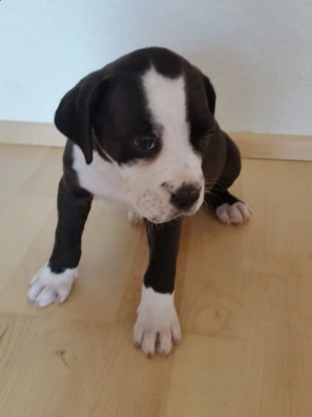 regalo bellissimi maschi e femmine pitbull cuccioli