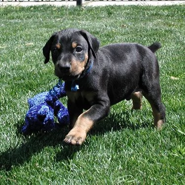 regalo adorabili cuccioli  dobermann