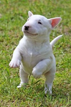 cuccioli di bull terrier  femminucce e maschietti disponibili per l'adozione