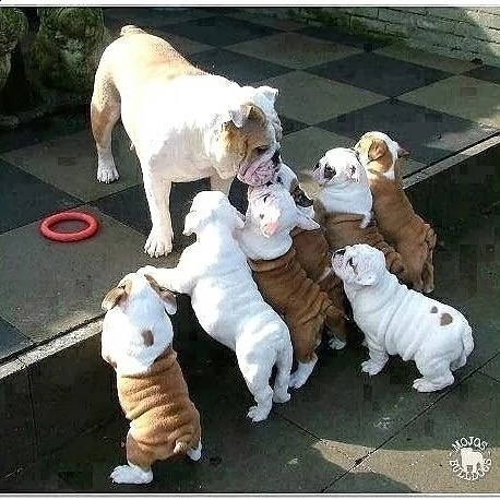 cuccioli inglese bulldog disponibili per adozione