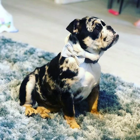 regalo bulldog cuccioli disponible