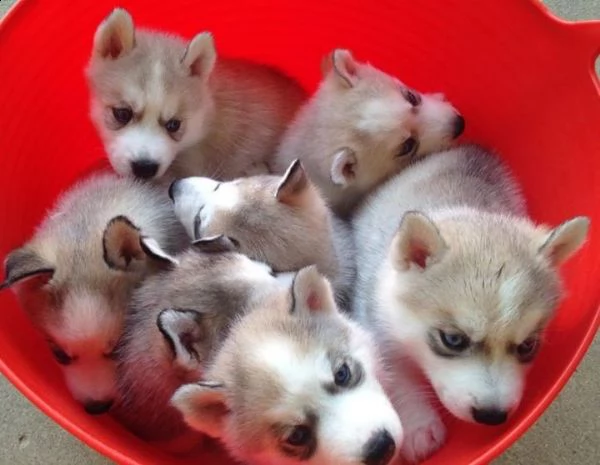 regalo siberian husky con pedigree