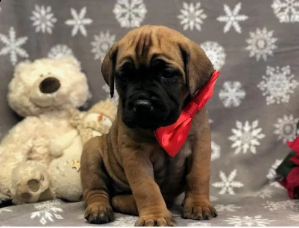 regalo estremamente carino cuccioli di boxer per l'adozione