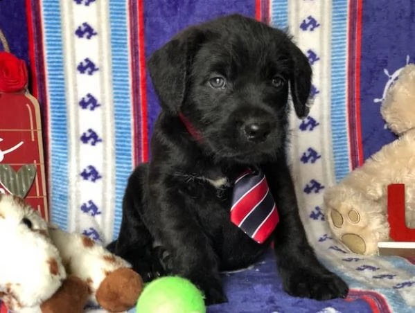 regalo cuccioli boxer