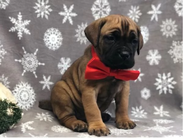 regalo cuccioli di boxer