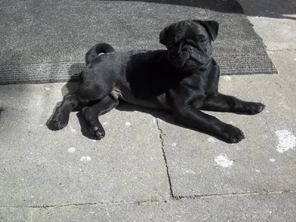 regalo cuccioli di calino