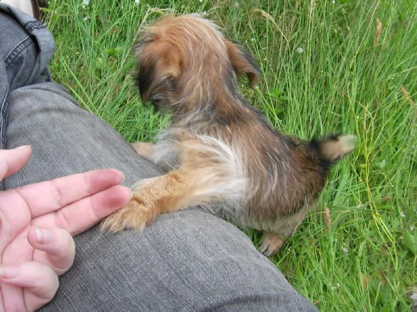  regalo cuccioli di shitzu