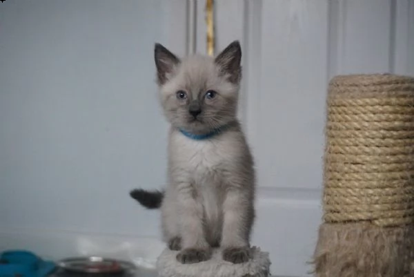 gattino munchkin con vaccini | Foto 3