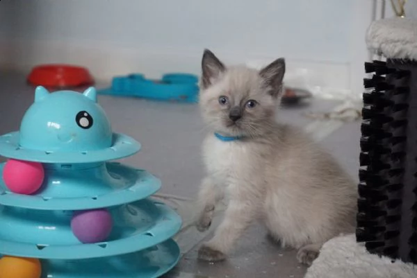 gattino munchkin con vaccini | Foto 2