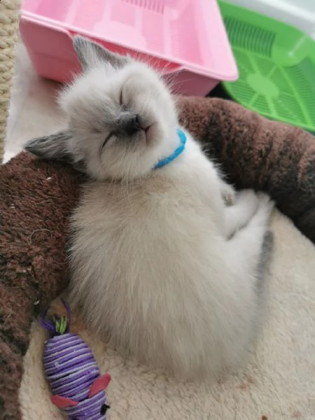 gattino munchkin con vaccini | Foto 1