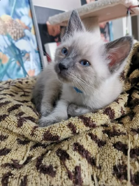 gattino munchkin con vaccini