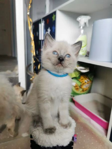 gattino munchkin con vaccini | Foto 0