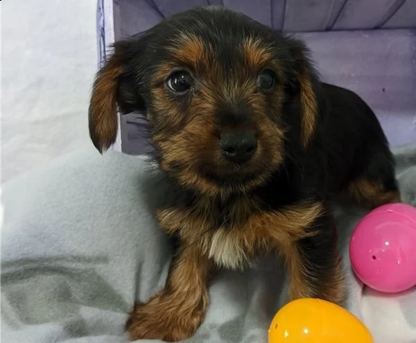  regalo yorkshire cuccioli meravigliosi ! 