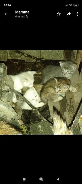 quattro gattini cercano casa 