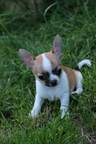  regalo cuccioli dolce e bella chihuahua toy