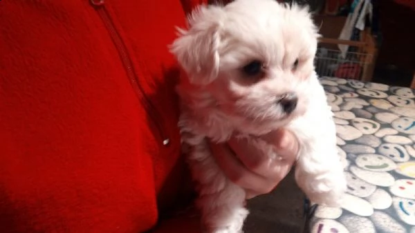  adorabili cuccioli malteser  femminucce e maschietti disponibili