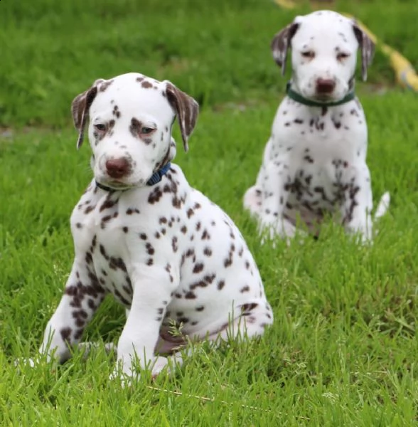 cuccioli di dalmata  femminucce e maschietti disponibili .