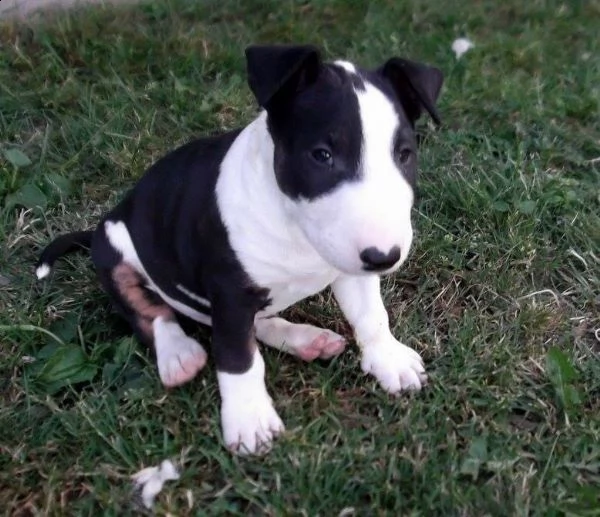  regalo cuccioli di pitbull