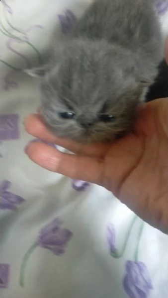 gatti persiani | Foto 6