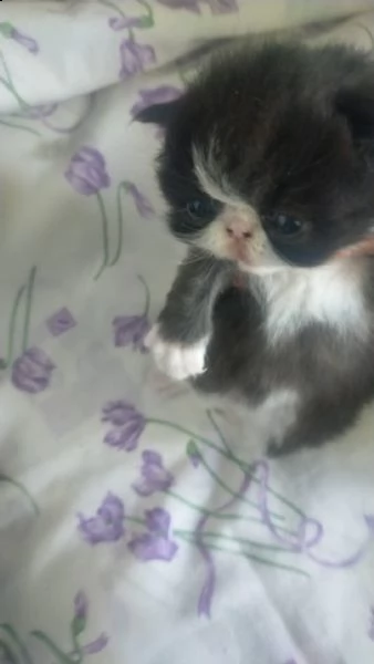 gatti persiani | Foto 5