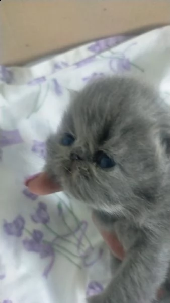 gatti persiani | Foto 3