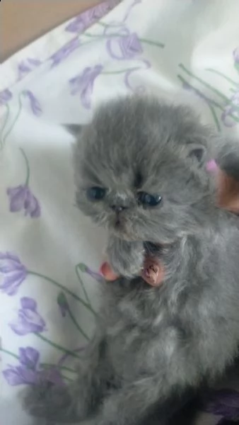 gatti persiani | Foto 0