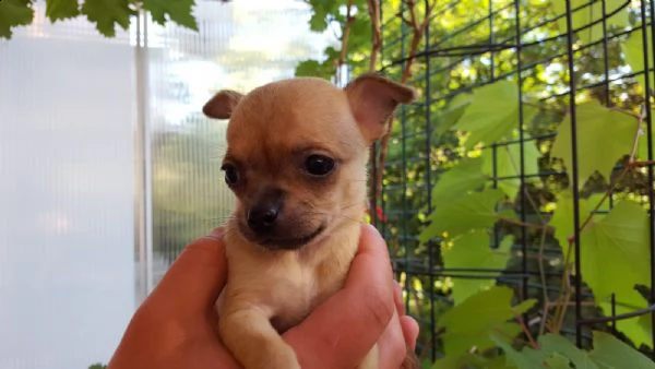 regalo chihuahua meravigliosi