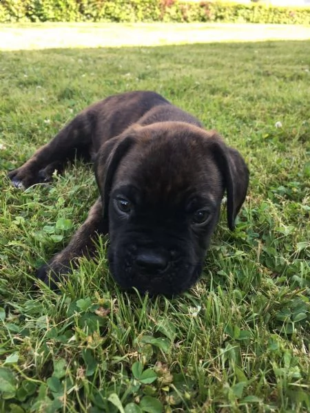  regalo cuccioli di boxer