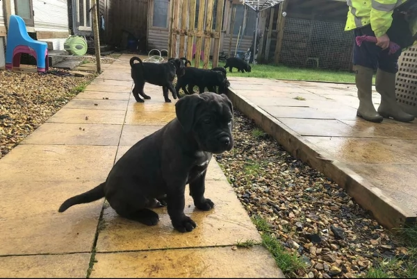 disponibili preziosi cuccioli di cane corso