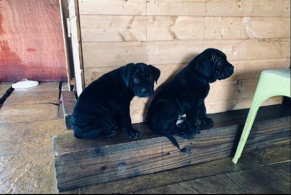 disponibili preziosi cuccioli di cane corso | Foto 0