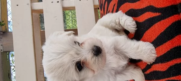 barboncino x maltese  | Foto 1