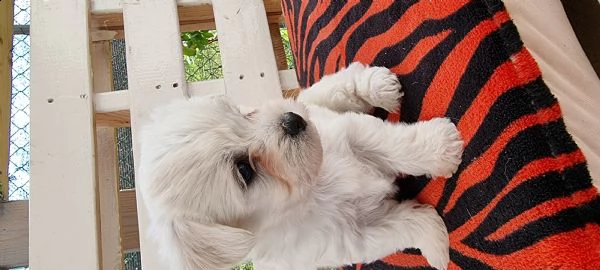 barboncino x maltese 