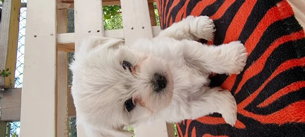 cuccioli barboncino toy x maltese  | Foto 0