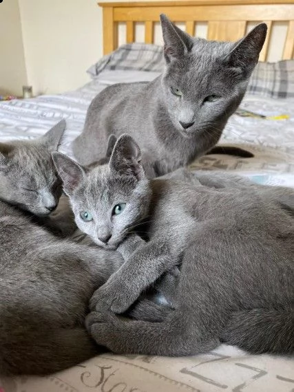 gatto di razza blu di russia di 12 settimane | Foto 1