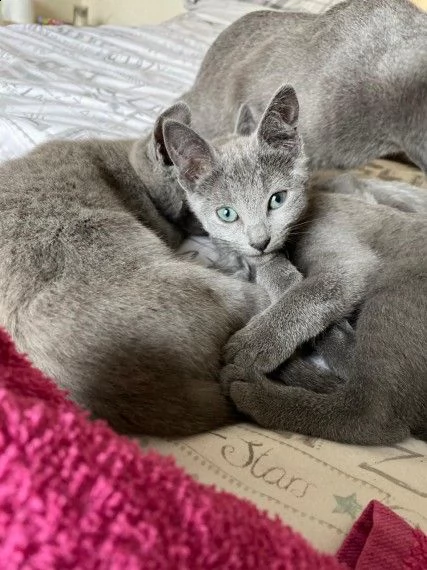 gatto di razza blu di russia di 12 settimane | Foto 0