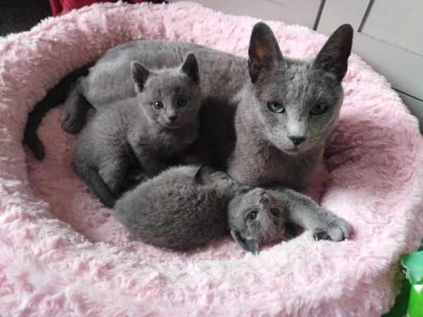 gatto di razza blu di russia di 12 settimane