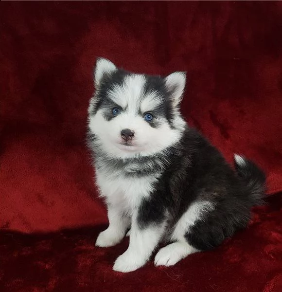 siberian husky cuccioli di 2 mesi | Foto 2