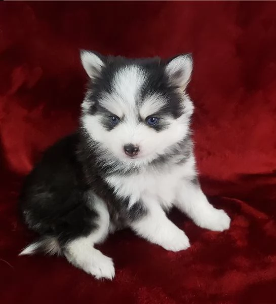 siberian husky cuccioli di 2 mesi