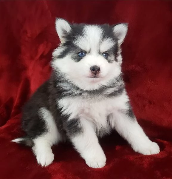 siberian husky cuccioli di 2 mesi | Foto 0