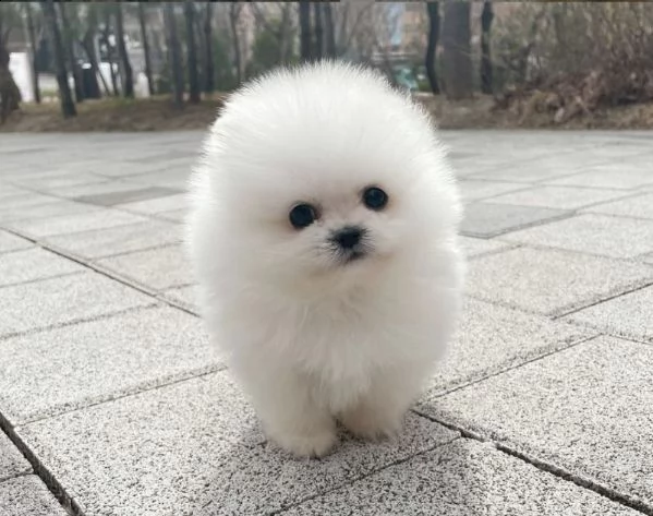 valpino cucciolo pomeranian | Foto 0
