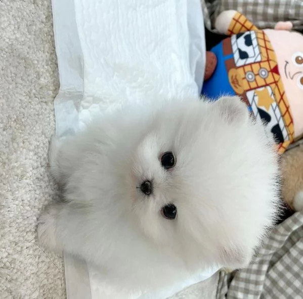 valpino cucciolo pomeranian