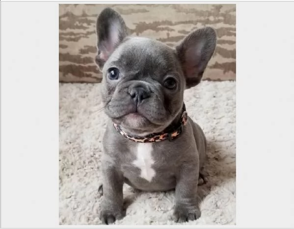 regalo cuccioli di bulldog francesebellissimi cuccioli disponibili,